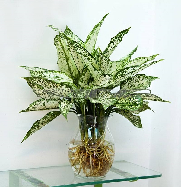 Cây trồng nước