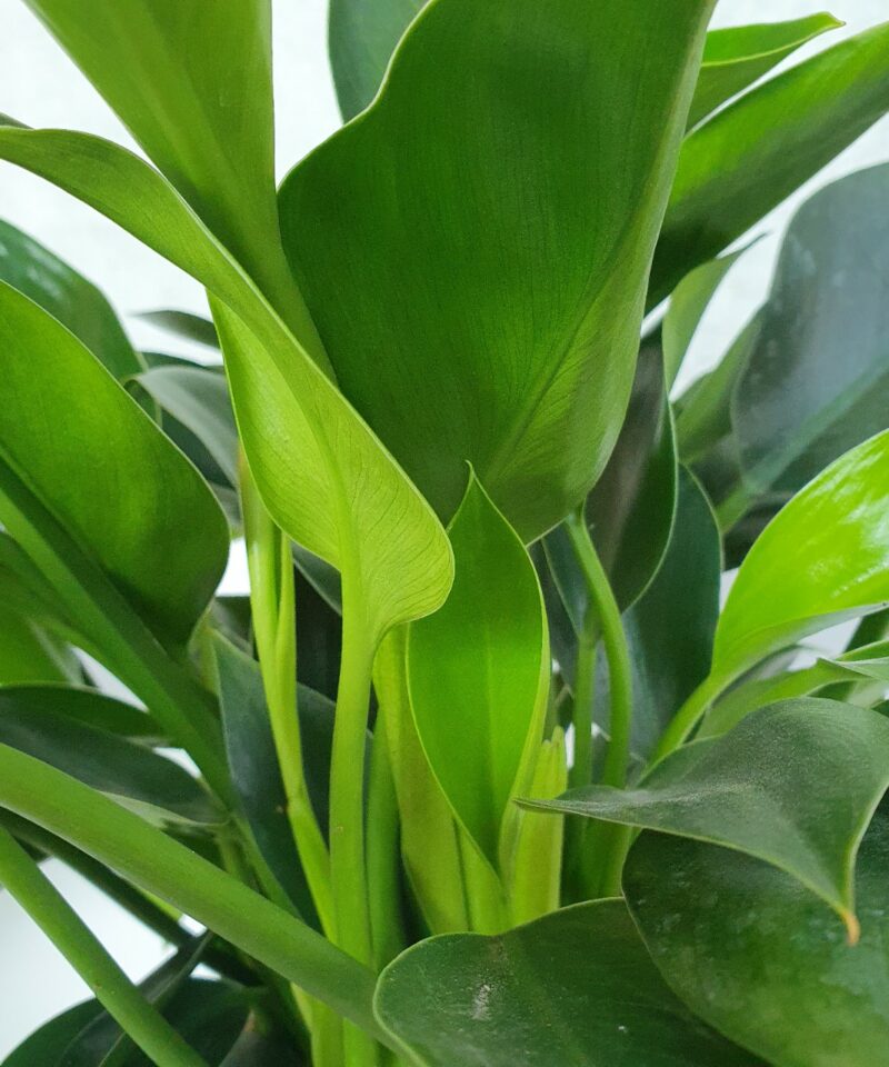 Cây tùng bồng lai