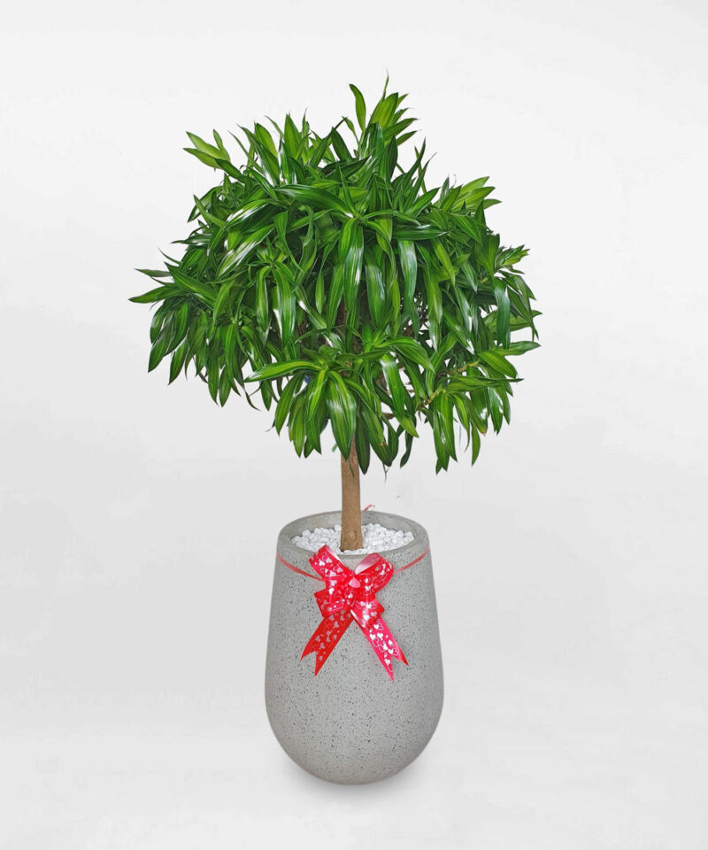 Cây tùng bồng lai